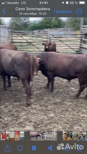 Быки с откорма