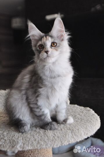 Мейн-кун девочка