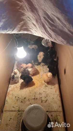 Цыплята брама и ункубацыоные яйца