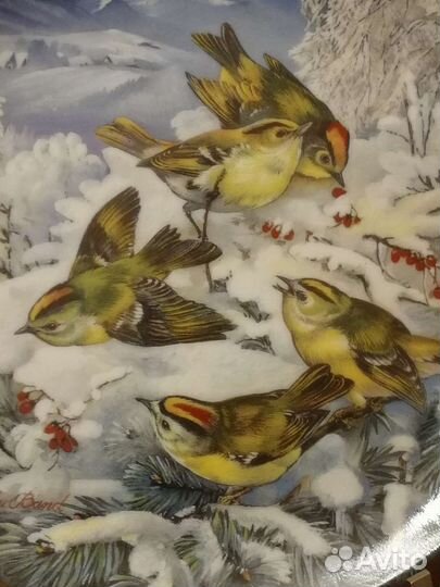Тарелки урсулы банд. птицы зимой