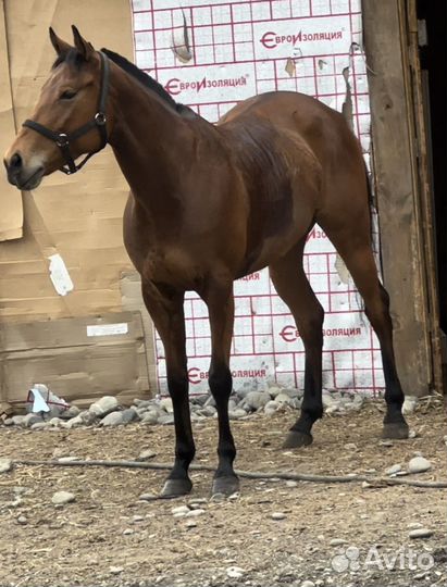 Лошадь кобыла