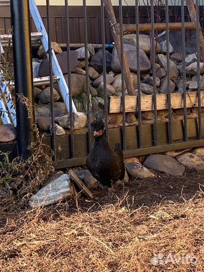 Декоративные куры