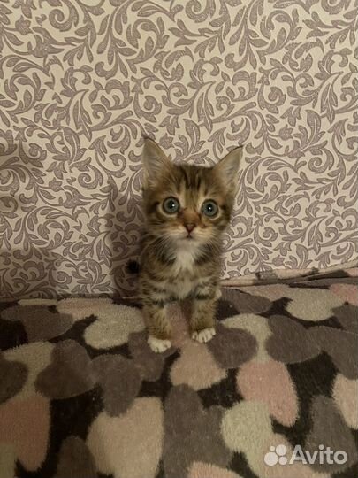 Котик бесплатно