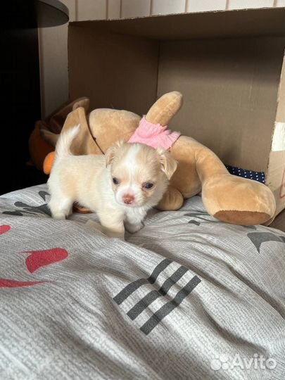 Щенки чихуахуа