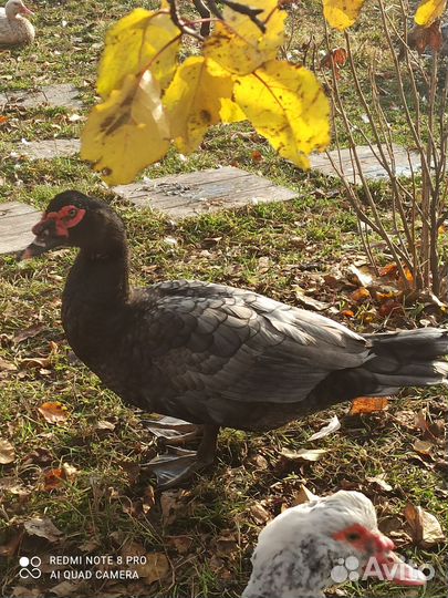 Мускусные утки