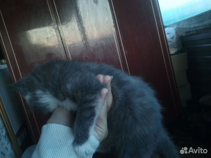 Кошки в добрые руки