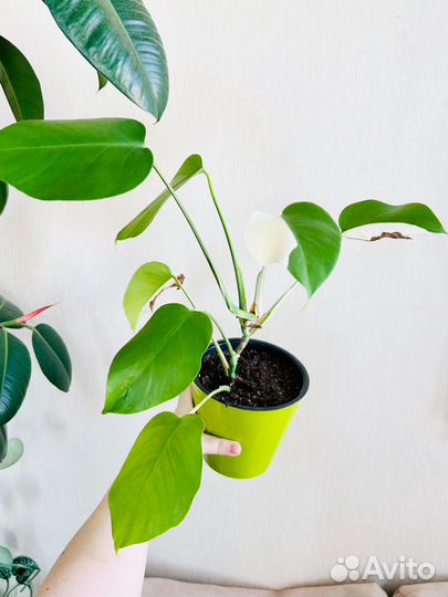 Монстера альба вариегатная