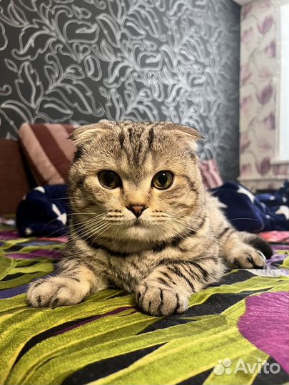 Вязка кот шотландский вислоухий