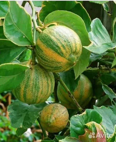 Лимон Эврика Пинк вариегатный