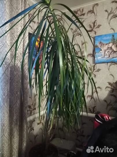 Пальма драцена