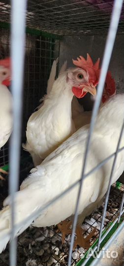 Петух леггорн порода