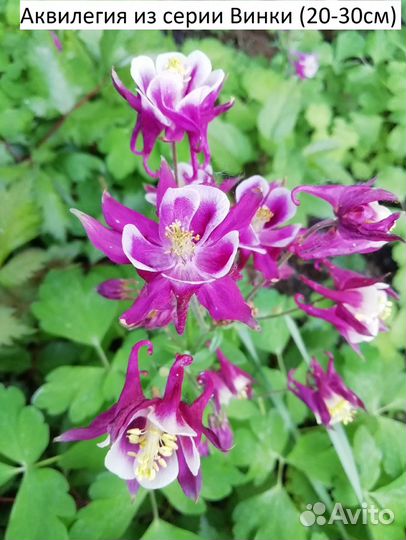 Саженцы многолетних растений. Часть I