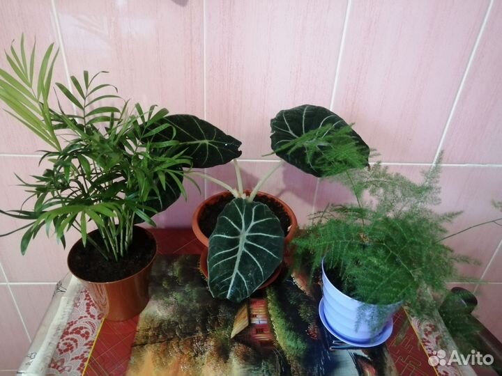 Комнатные цветы