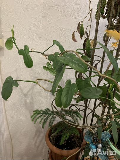 Комнатные цветы