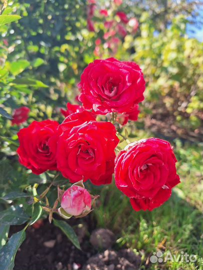 Саженцы роз