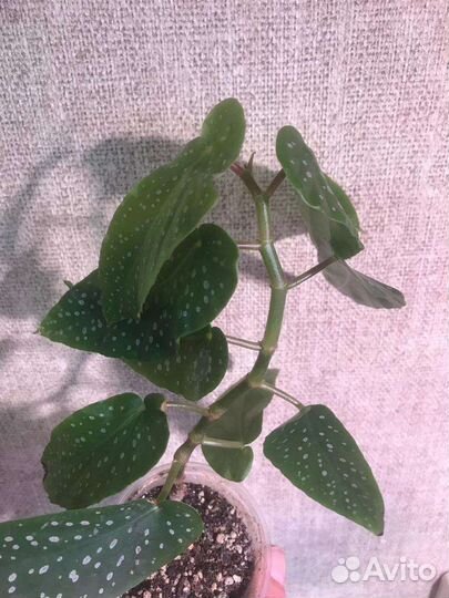 Бегония кейн