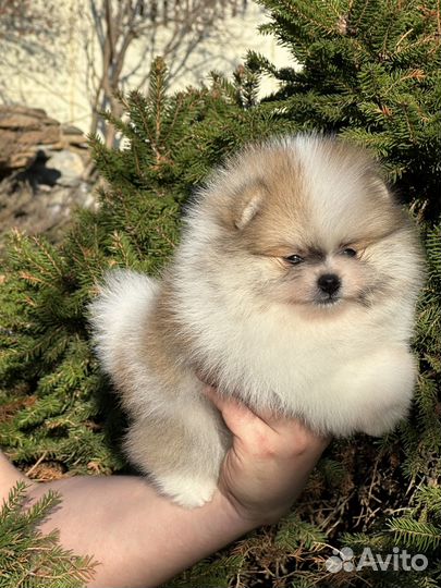 Померанский шпиц мини micro