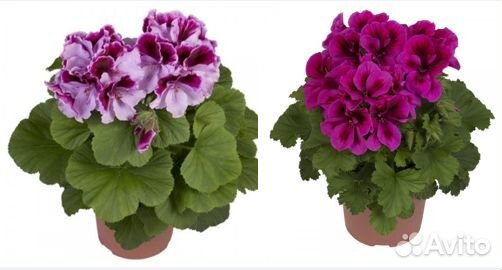 Королевские, плюшелистные пеларгонии
