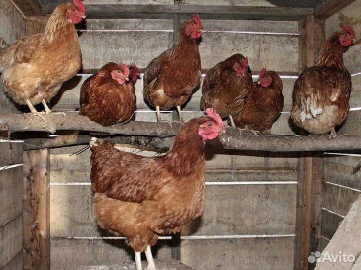 Кура несушка