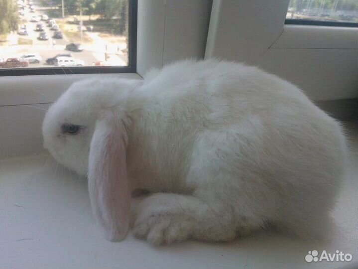 Кролик вислоухий