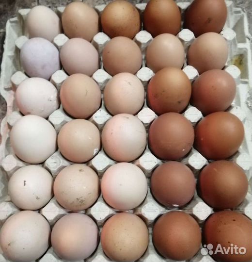 Инкубационное яйцо кур несушек