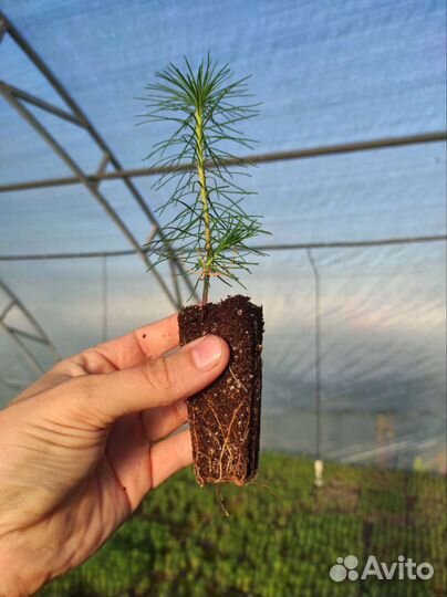 Сеянцы сосны обыкновенной зкс