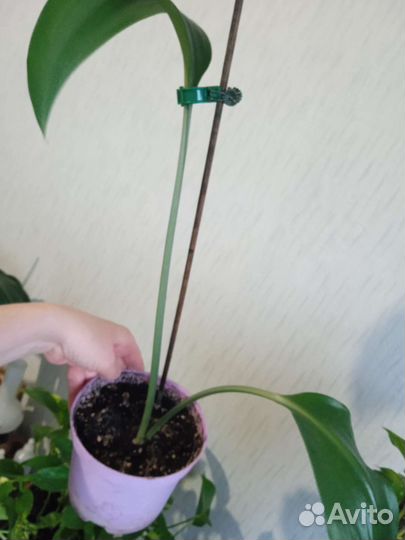 Эухарис амазонская лилия