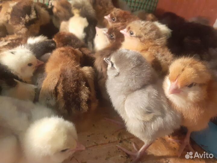 Цыплята австралорп