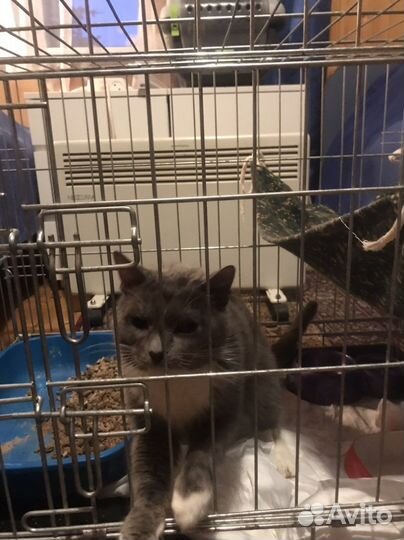 Котик ищет дом