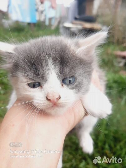 Котята в дар