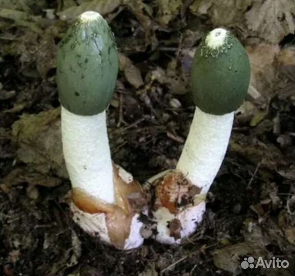 Веселка, гриб