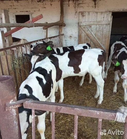 Телята бычки до 3 месяца