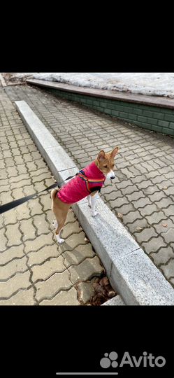 Жакет для собак