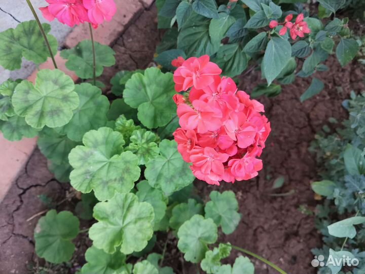 Пеларгония герань