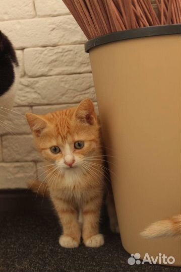 Рыжий котенок