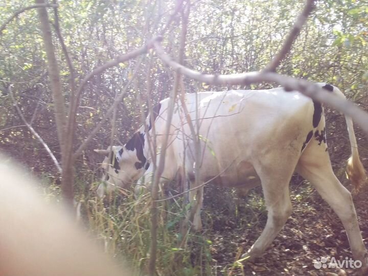 Быки на мясо