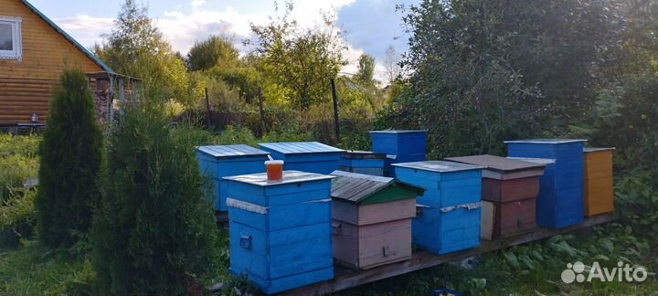 Мёд урожай 2023 года