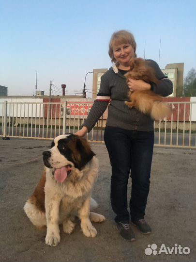 Стрижка, передержка животных, выгул собак