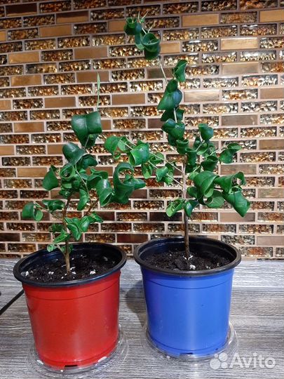 Фикус Барок