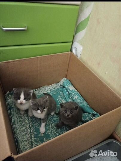 Котята ищут дом