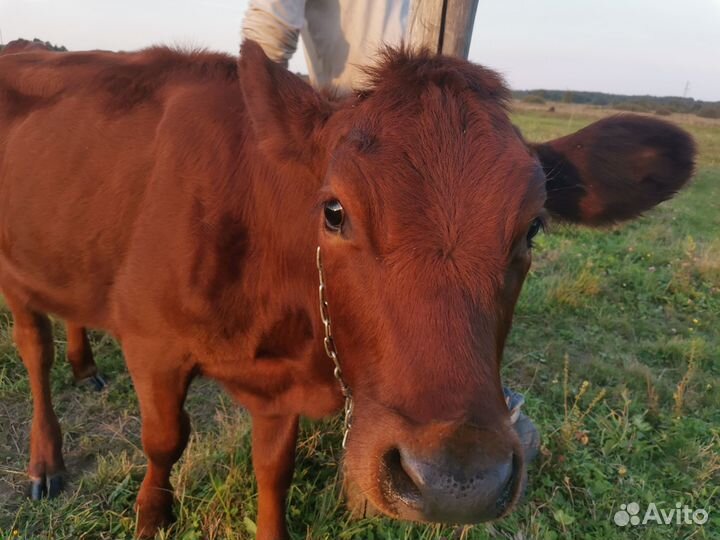 Телочка красногорбатовская/джерси