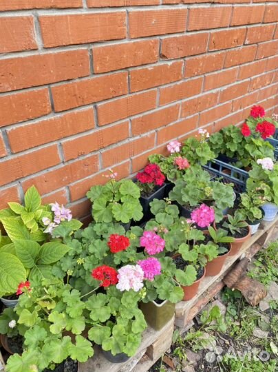 Цветы - пеларгония герань