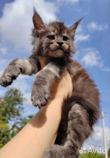 Мейн-кун кот чёрный дым