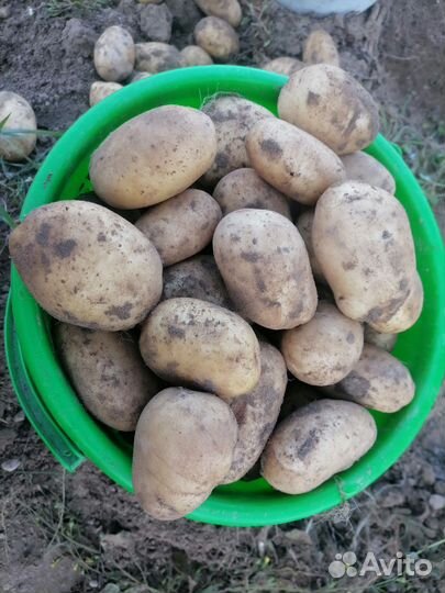 Продам картофель