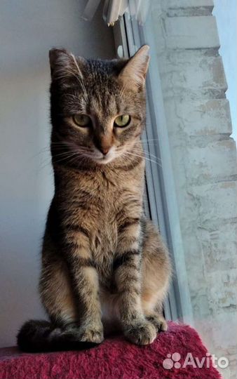 Кошка Зайчуха 9 месяцев, стерелизованна