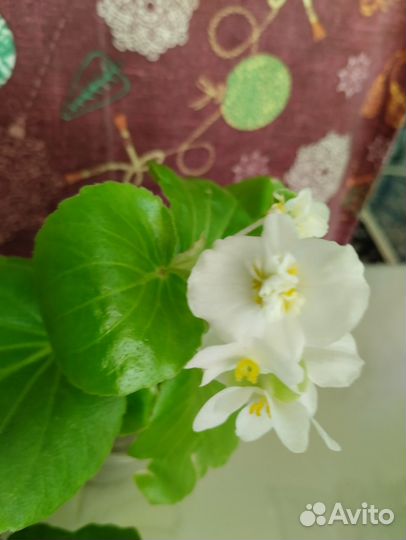 Бегония красная махровая 2