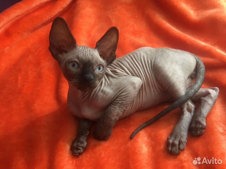 Котенок сфинкс