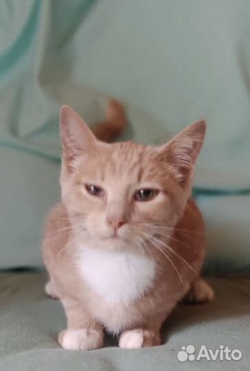 Солнечная девочка котенок Стефани 5 мес. в дар