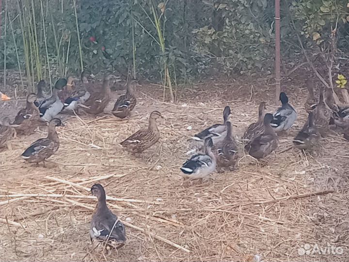 Дикие утки