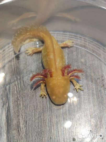 Золотой аксолотль Аквариумные животные в ассортим